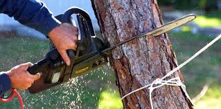 Trusted North Highlands, CA Tree Services Experts