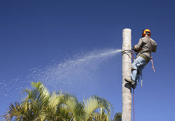 Best Tree Disease Treatment  in North Highlands, CA