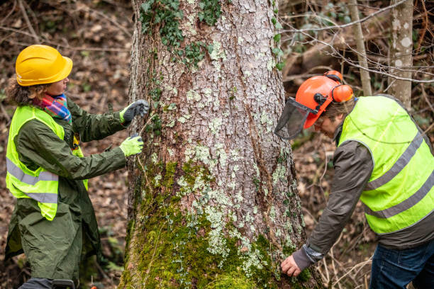 How Our Tree Care Process Works  in  North Highlands, CA